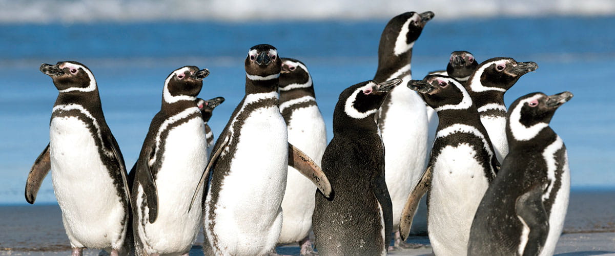 A group of Magellanic Penguins